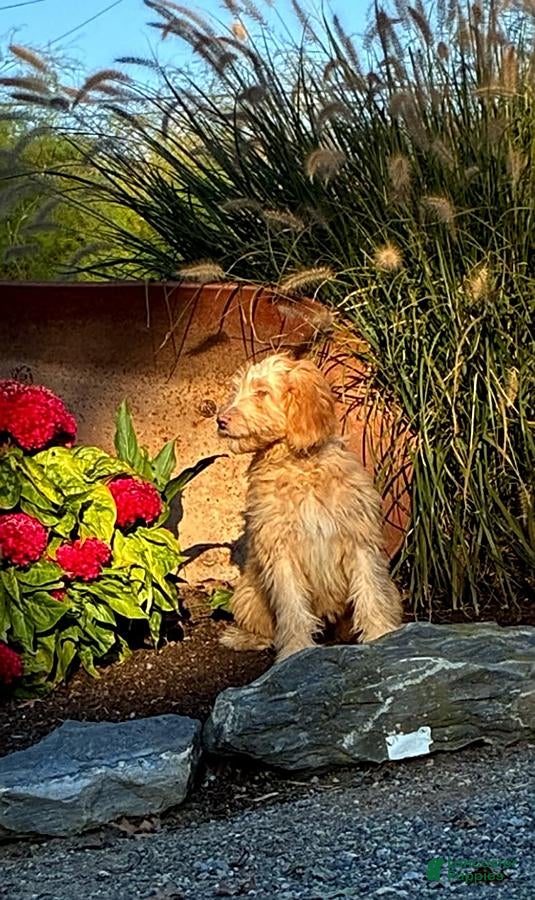Mini Goldendoodle dogs for sale: Hanna - Ad 2
