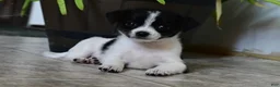 Mixed Breed dogs for sale: Rover - Ad 1