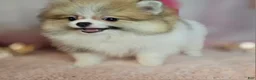 Pomeranian dogs for sale: Pomeranian 3 - Ad 9