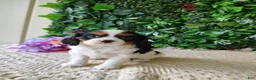 Cavalier King Charles Spaniel dogs for sale: Lexi - Ad 11