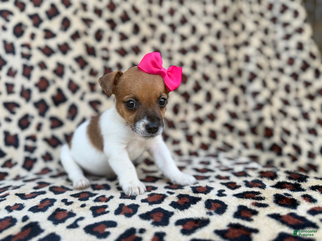 Jack Russell Terrier dogs for sale: Brooklynn - Ad 8