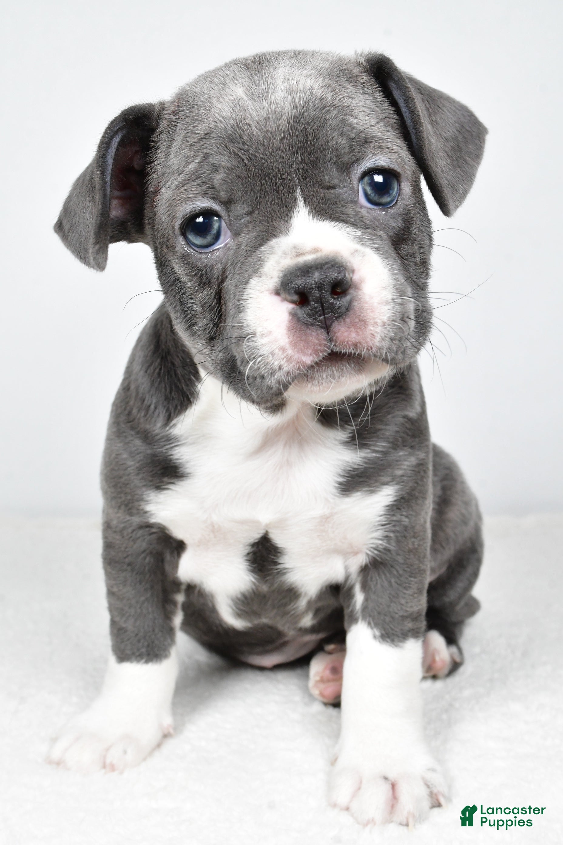 Frenchton dogs Wren  - Ad 1