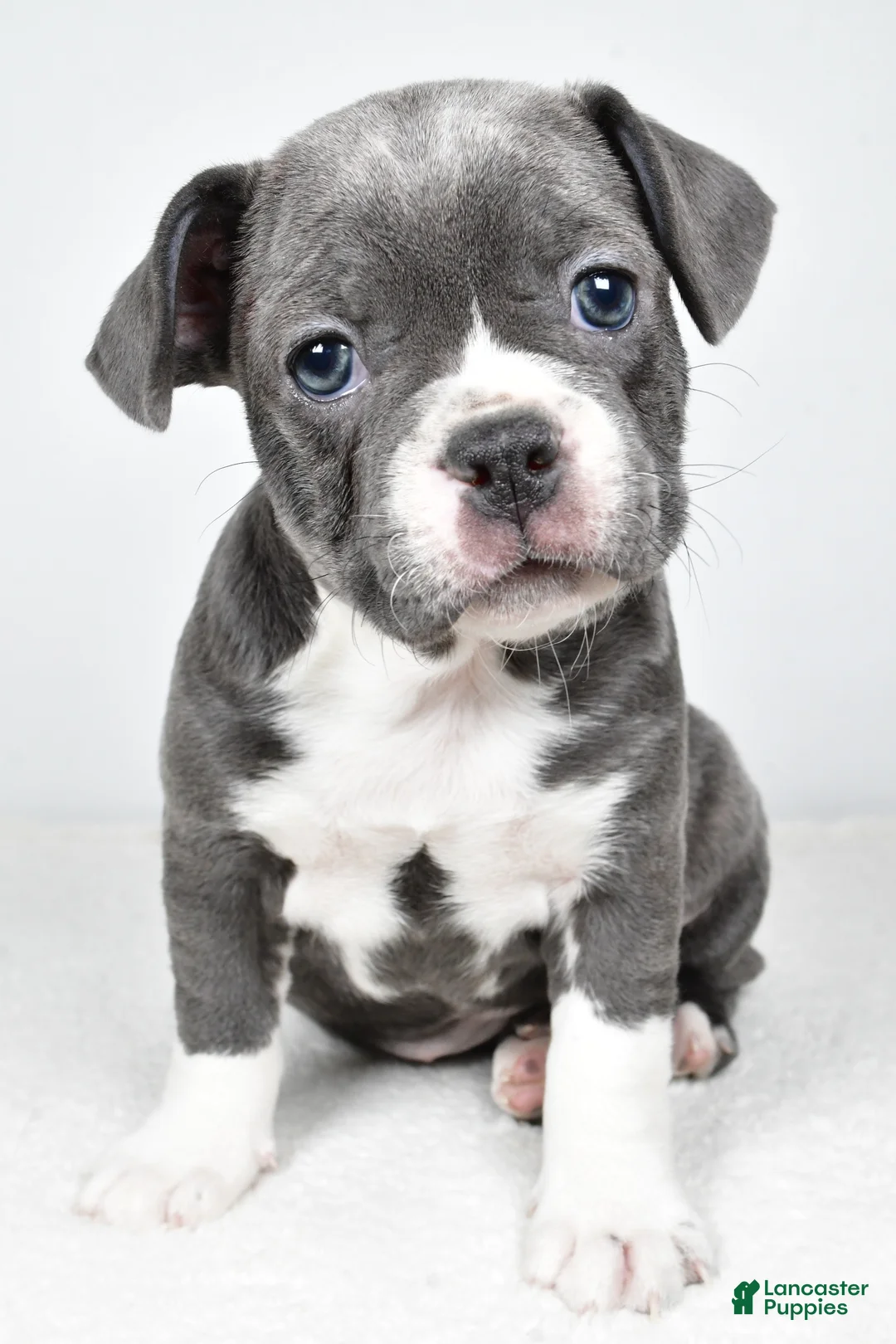 Frenchton dogs for sale: Wren  - Ad 1