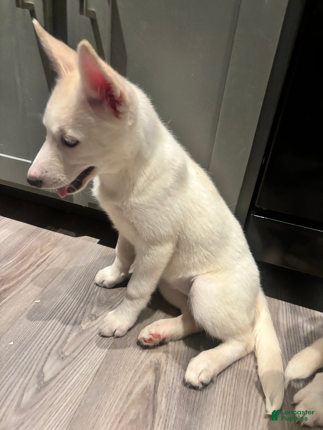 Pomsky dogs for sale: Tofu - Ad 5