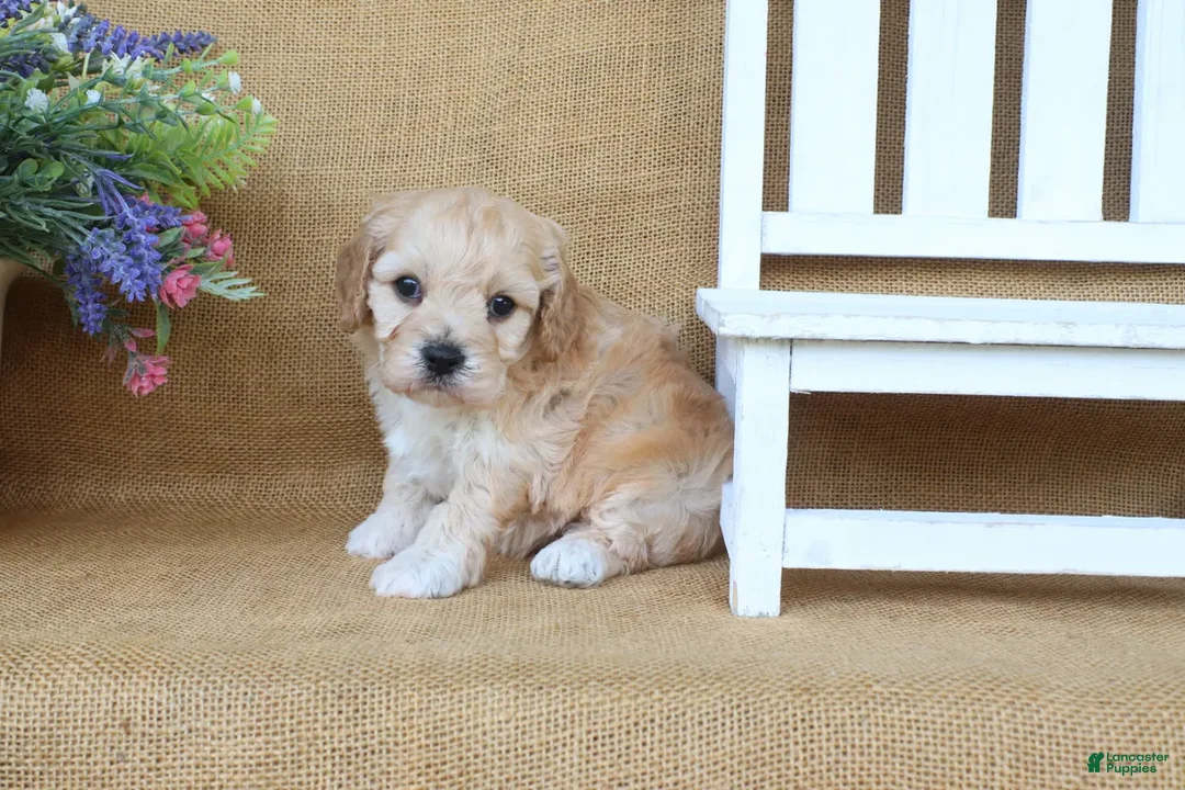 Cavachon dogs for sale: Tessa - Ad 2