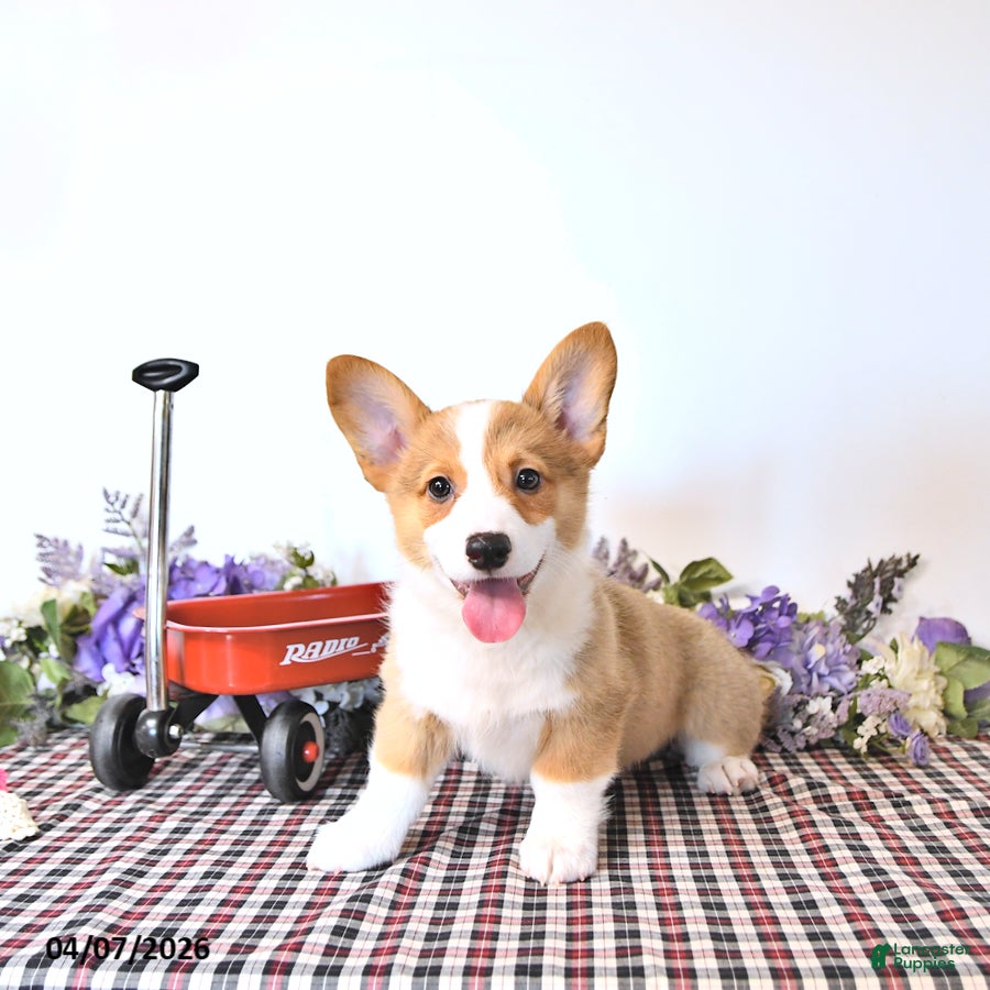 Welsh Corgi Pembroke dogs Buddy - Ad 1
