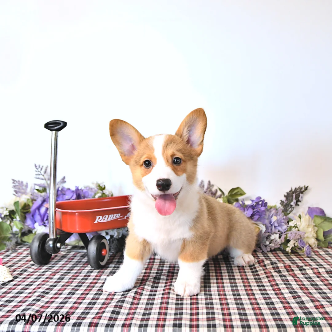 Welsh Corgi Pembroke dogs for sale: Buddy - Ad 1