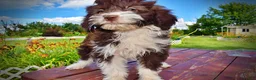 Havapoo dogs for sale: Diva - Ad 14