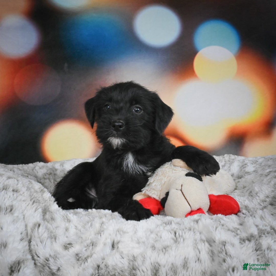 Mixed Breed dogs for sale: Randy - Ad 6