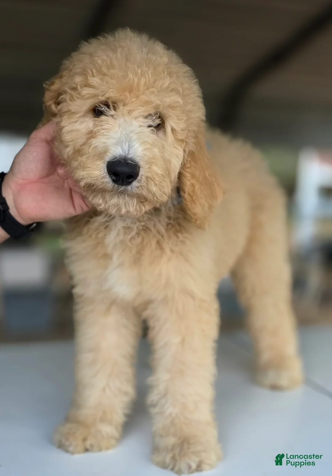 Goldendoodle dogs for sale: Dude - Ad 4