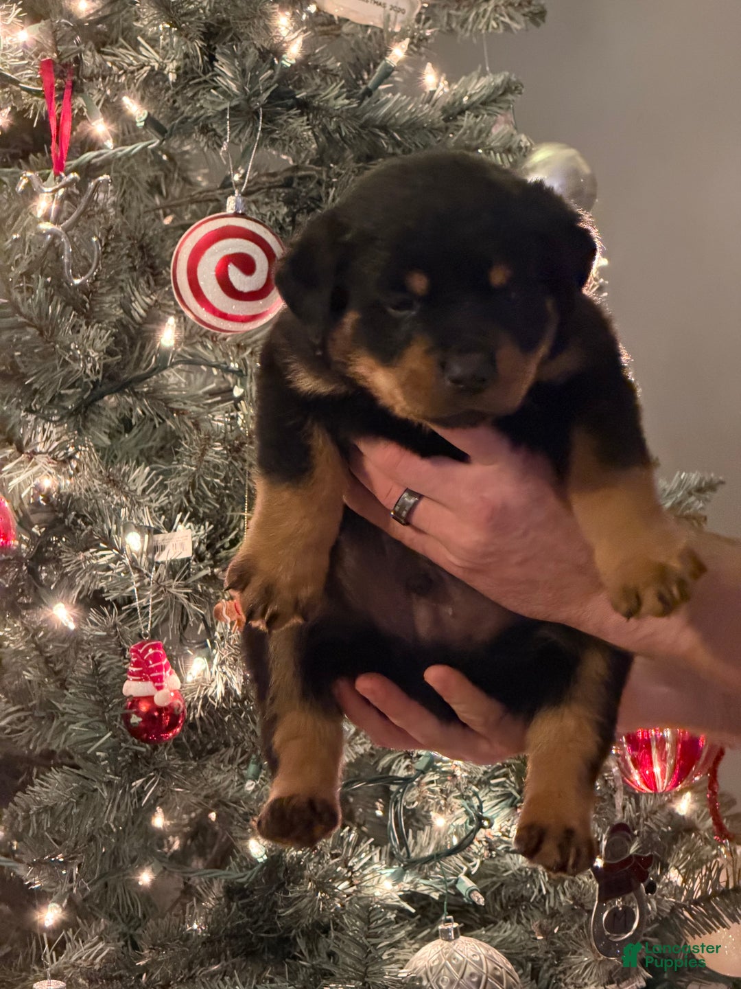 Rottweiler dogs for sale: Rottweiler Puppy 1 - Ad 2