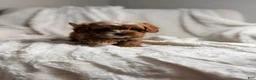 Cavapoo dogs for sale: Pluto-toy - Ad 9
