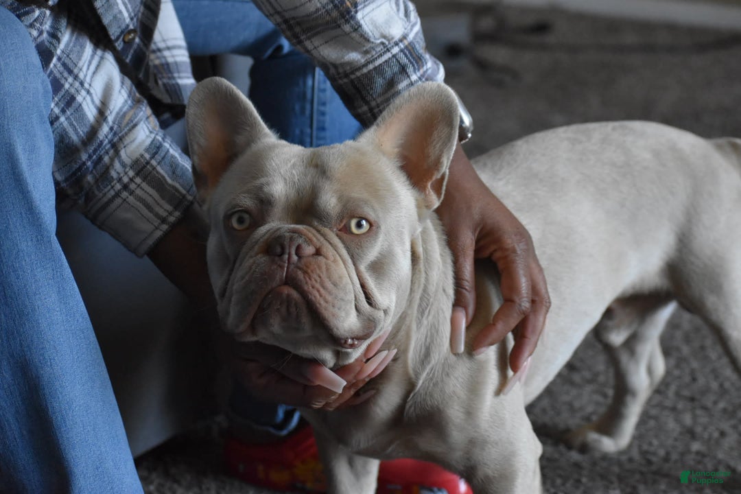 Gallery Image {{count}}