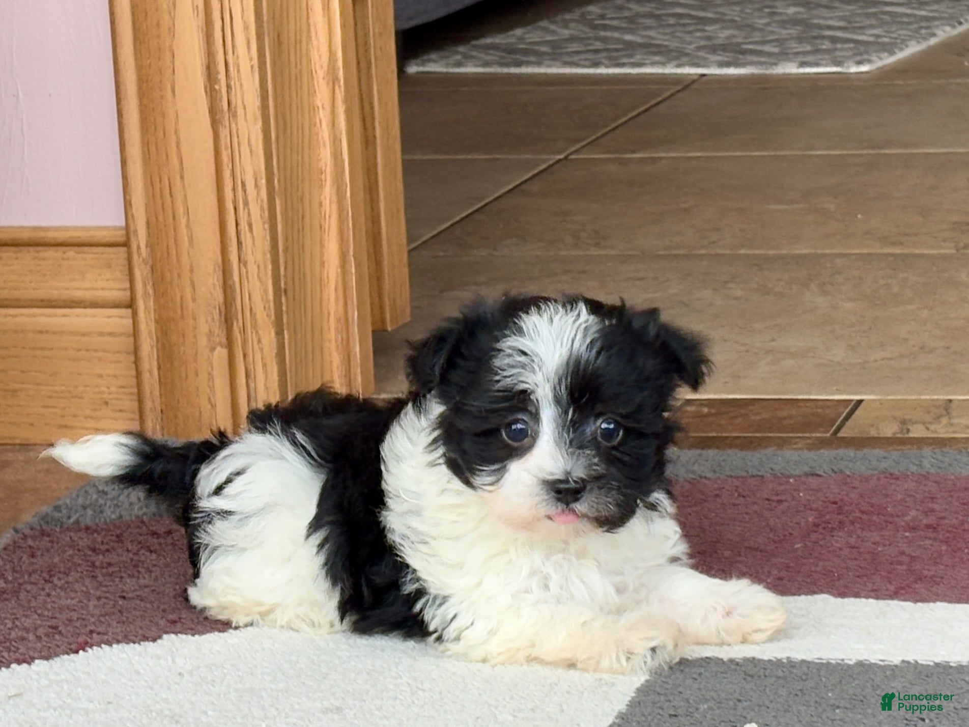 Havanese dogs Female 1 - Ad 1