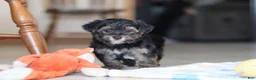 Morkie dogs for sale: Leroy - Ad 7