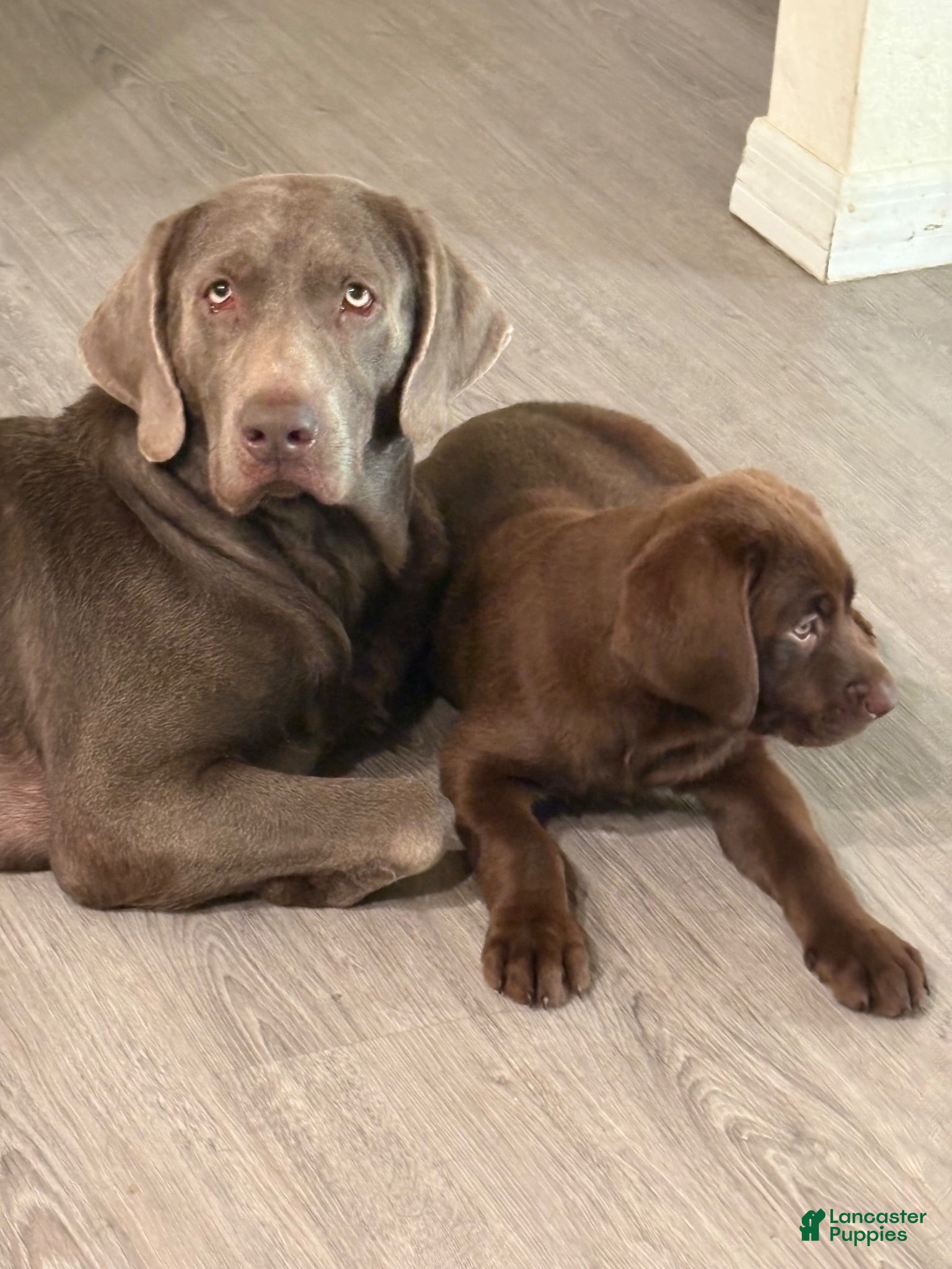 Labrador Retriever dogs Labrador Retriever 4 - Ad 2