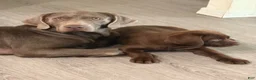 Labrador Retriever dogs for sale: Labrador Retriever 1 - Ad 3