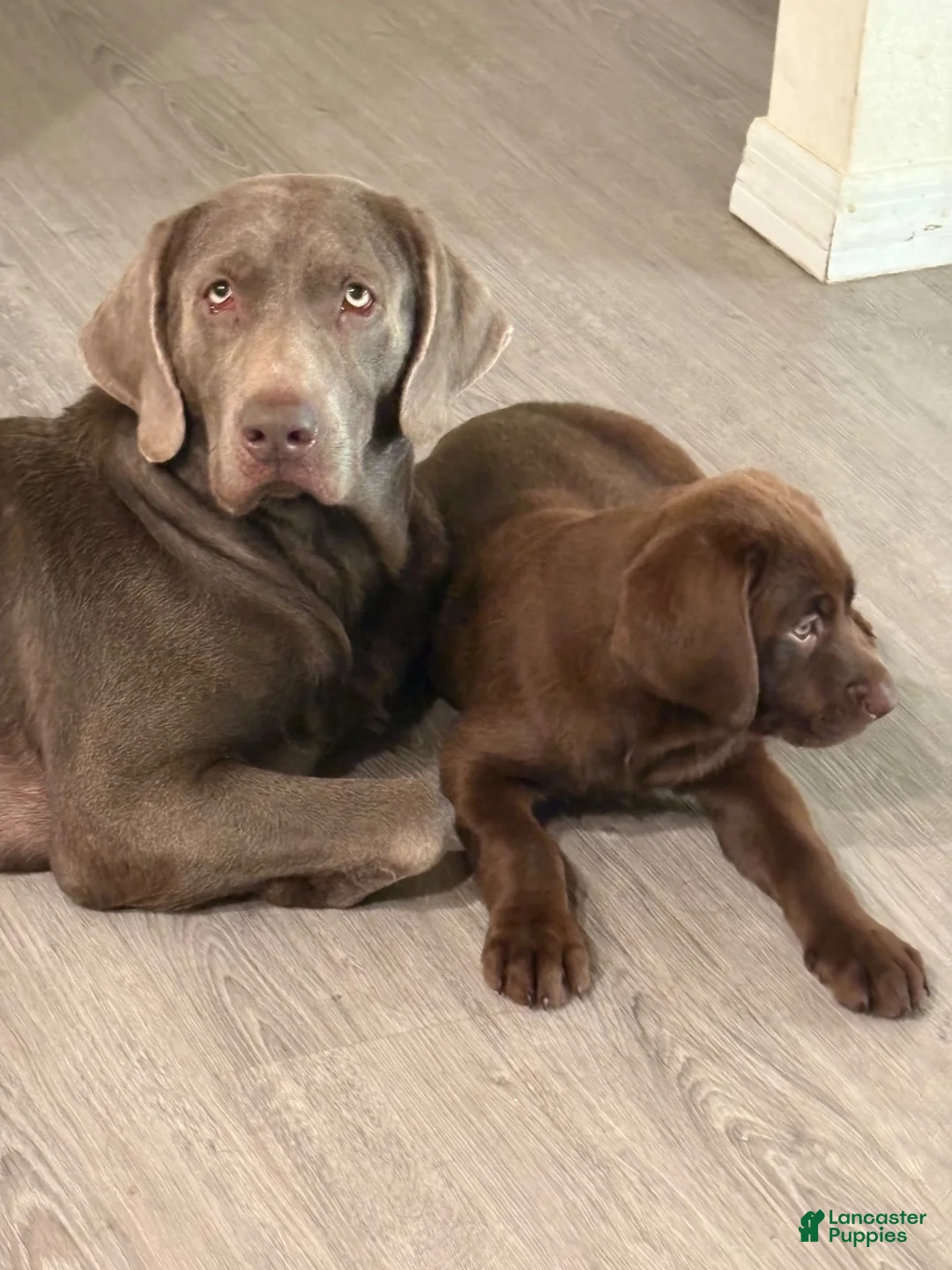 Labrador Retriever dogs for sale: Labrador Retriever 5 - Ad 2