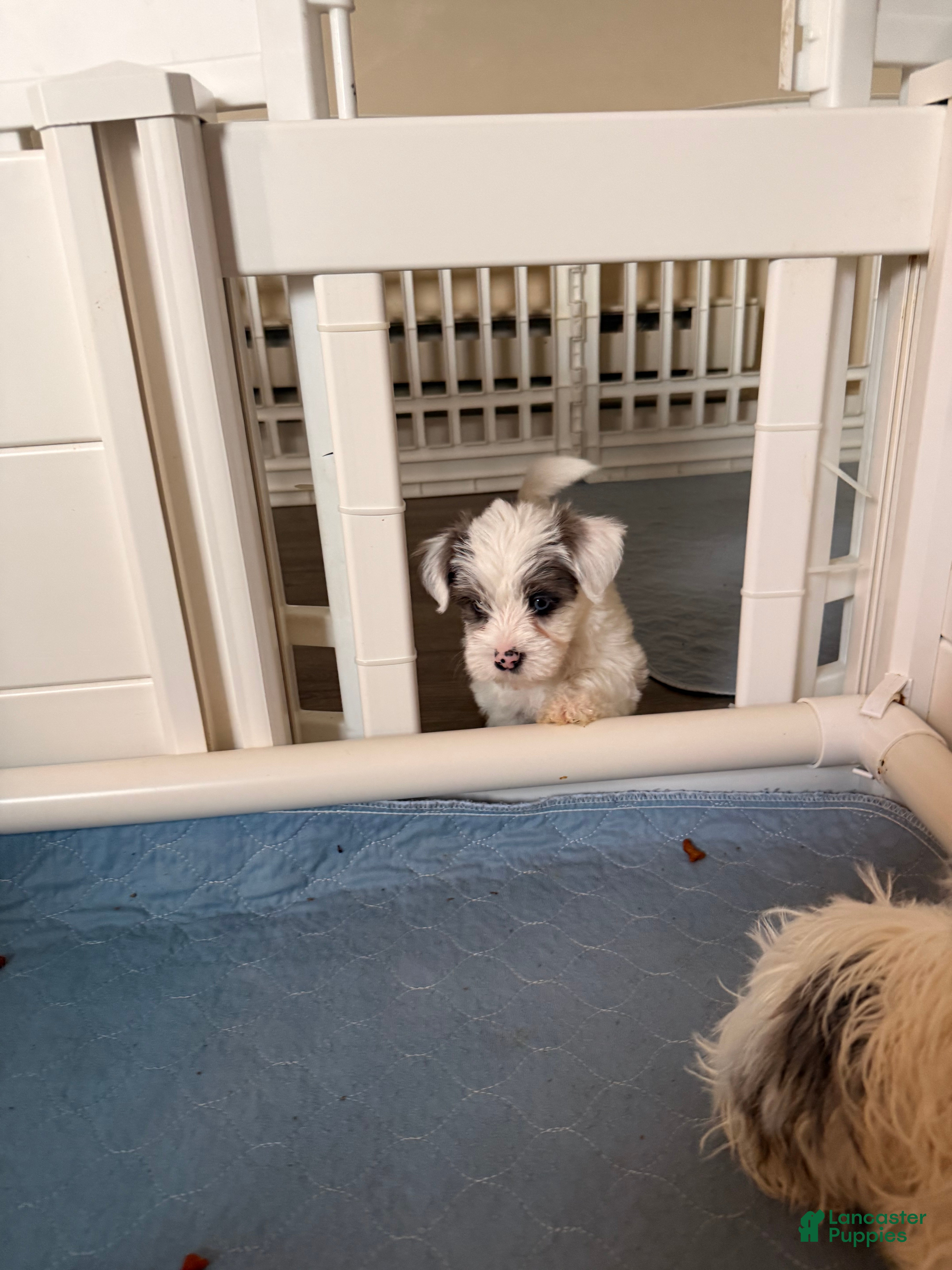 Yorkshire Terrier dogs Rosie  - Ad 2