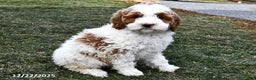 Mini Goldendoodle dogs for sale: Snowball - Ad 5
