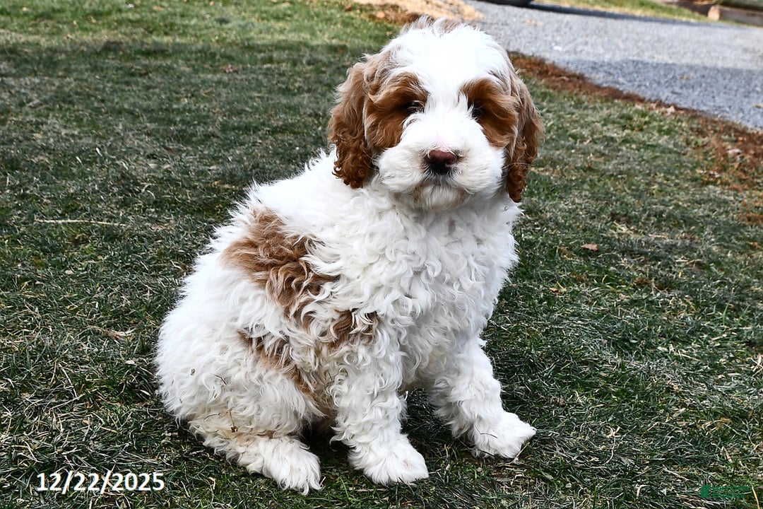 Mini Goldendoodle dogs for sale: Snowball - Ad 5