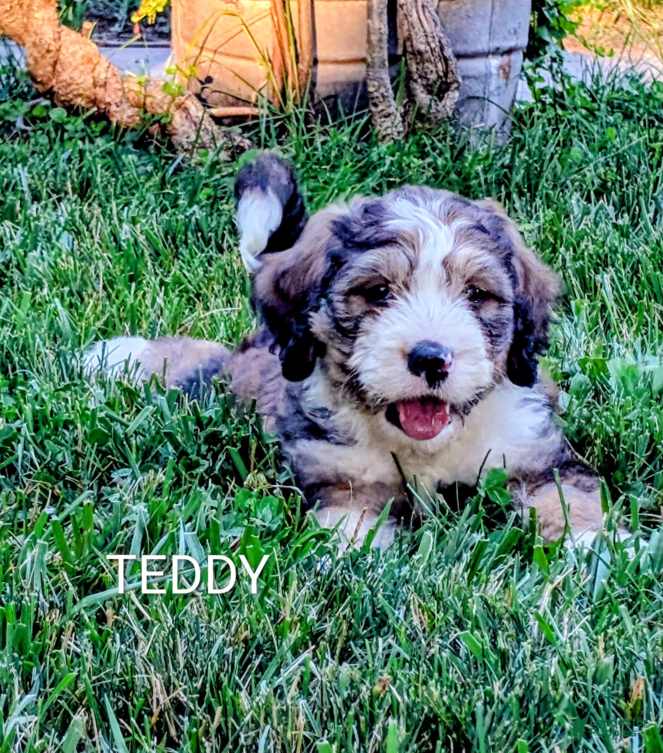 Bernedoodle dogs TEDDY  - Ad 1