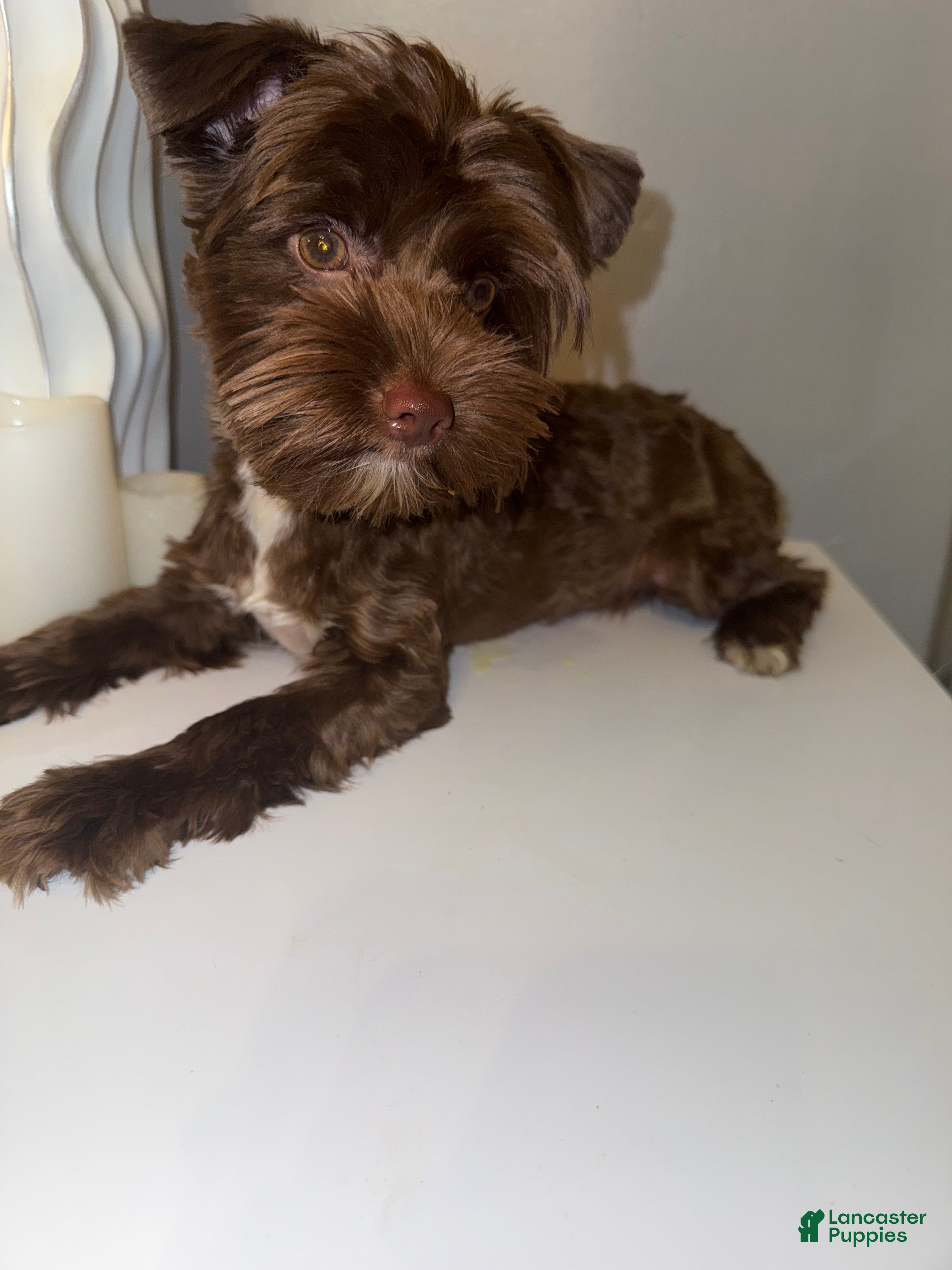 Yorkshire Terrier dogs for sale: Chico - Ad 1
