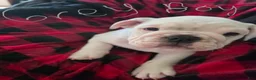 English Bulldog dogs for sale: English Bulldog 2 - Ad 2
