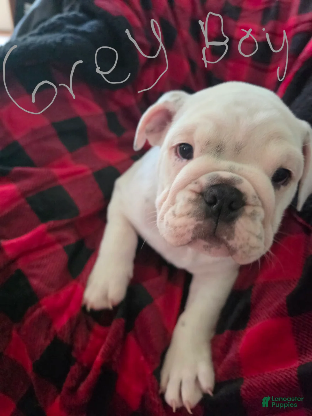 English Bulldog dogs for sale: English Bulldog 2 - Ad 2