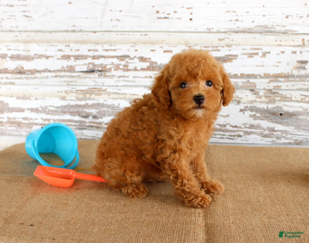 Toy Poodle dogs for sale: Bouncer - Ad 4
