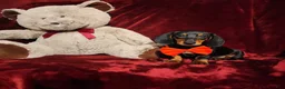 Miniature Dachshund dogs for sale: BRODY - Ad 2