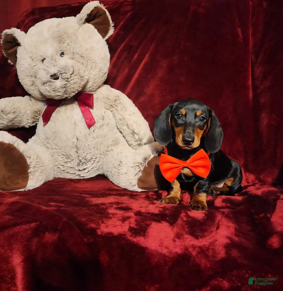 Miniature Dachshund dogs for sale: BRODY - Ad 2