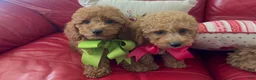 Miniature Poodle dogs for sale: Miniature Poodle 4 - Ad 4
