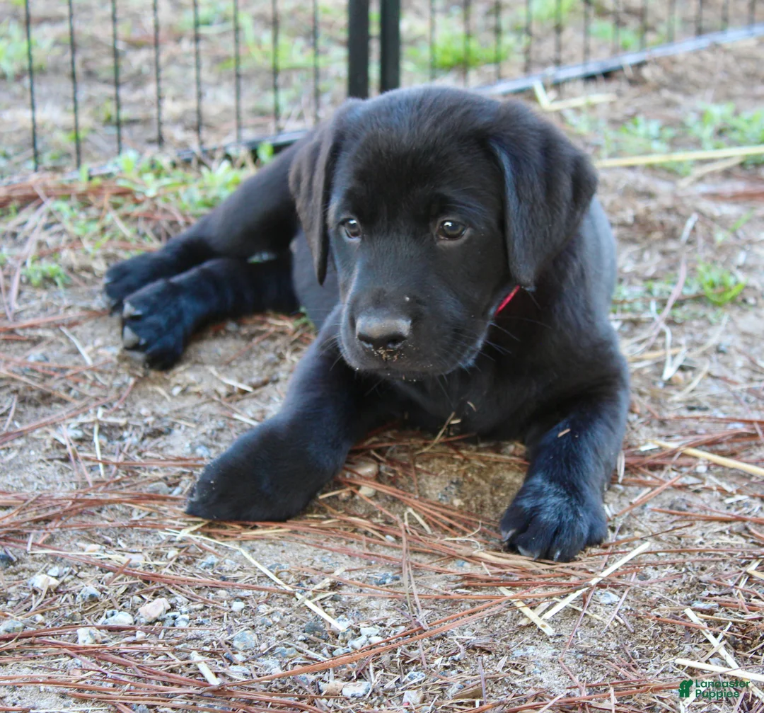 Labrador Retriever dogs for sale: Yellow Collar - Ad 2
