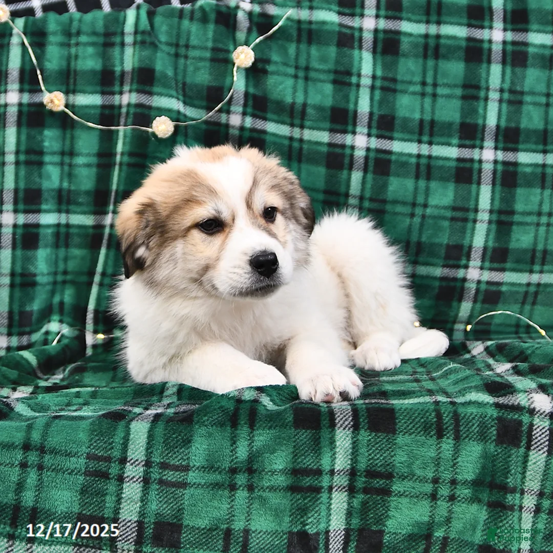 Great Pyrenees dogs for sale: Haley - Ad 7