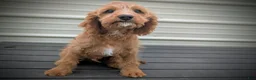 Cavapoo dogs for sale: Glacier - Ad 11