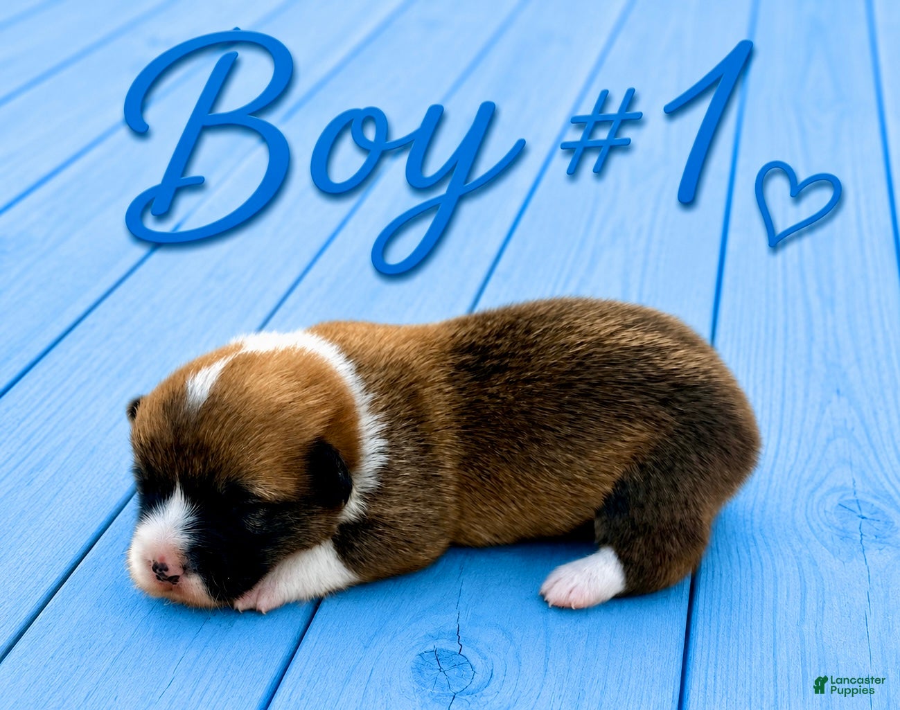 Welsh Corgi Pembroke dogs Welsh Corgi Pembroke Puppy 1 - Ad 11