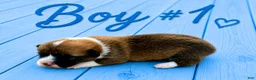 Welsh Corgi Pembroke dogs for sale: Welsh Corgi Pembroke Puppy 1 - Ad 1