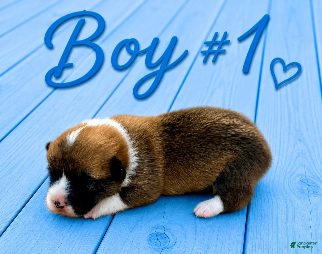 Welsh Corgi Pembroke dogs for sale: Welsh Corgi Pembroke Puppy 1 - Ad 1