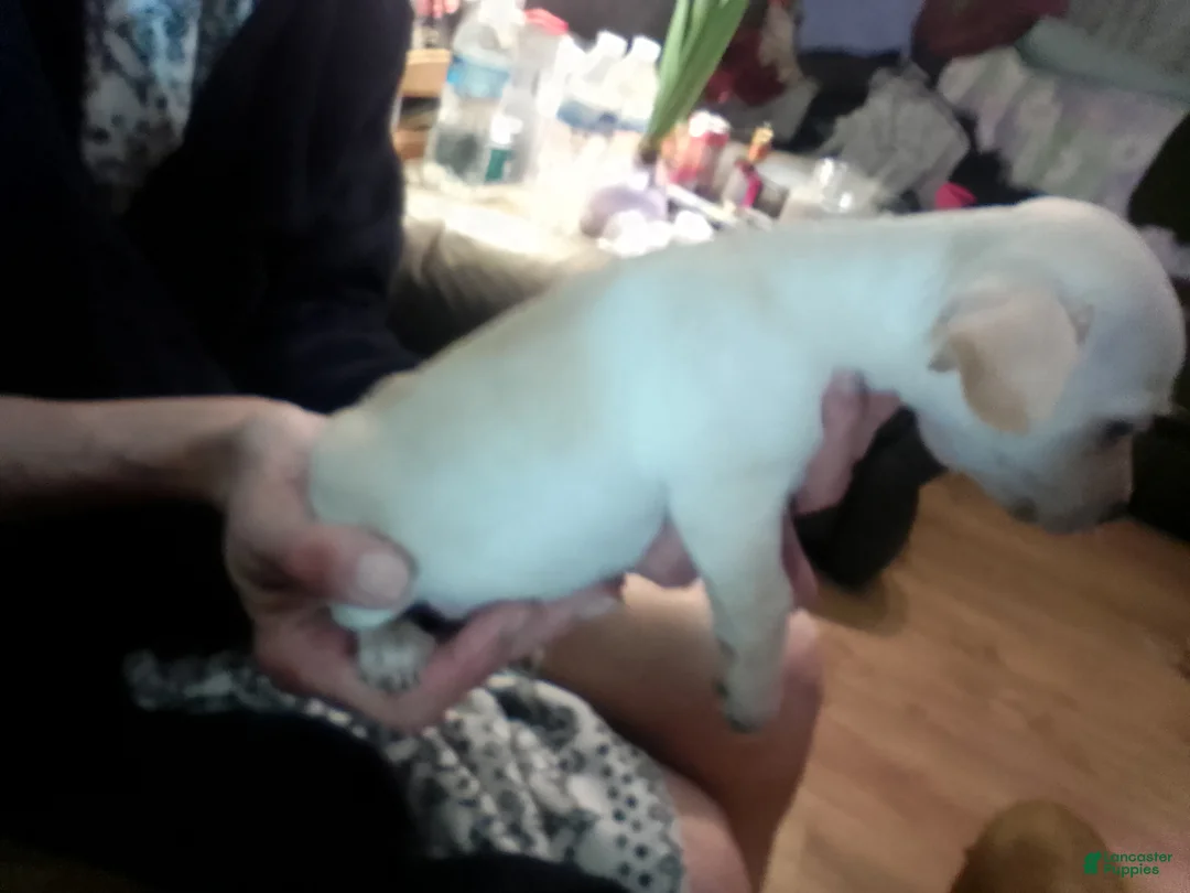 Chiweenie dogs for sale: Chiweenie Puppy 4 - Ad 2