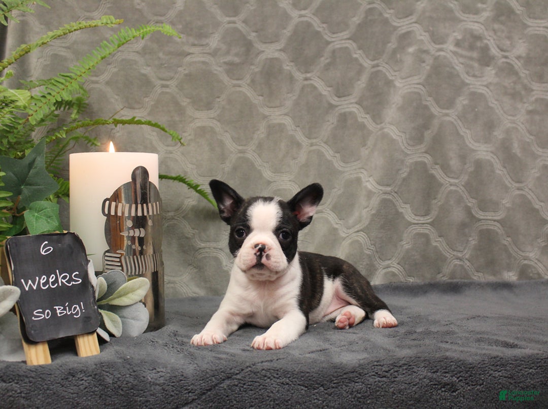 Boston Terrier dogs for sale: Noel - Ad 7