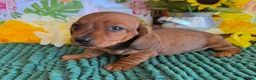 Miniature Dachshund dogs for sale: Reba - Ad 3