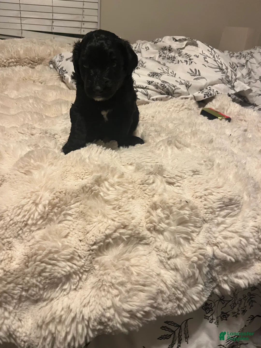 Aussiedoodle dogs for sale: Aussiedoodle Puppy 1 - Ad 2