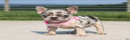 French Bulldog dogs for sale: Karla - Ad 4