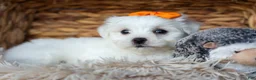 Maltese dogs for sale: PATRICK - Ad 14