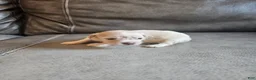 Mixed Breed dogs for sale: Buffy - Ad 6