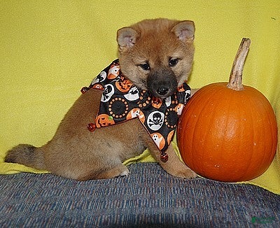 Shiba Inu dogs Shiba Inu Puppy 3 - Ad 12