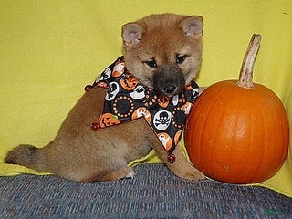 Shiba Inu dogs Shiba Inu Puppy 3 - Ad 19