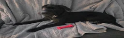 Sheprador dogs for sale: Oreo - Ad 4