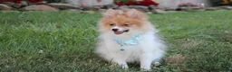 Pomeranian dogs for sale: Theo - Ad 4